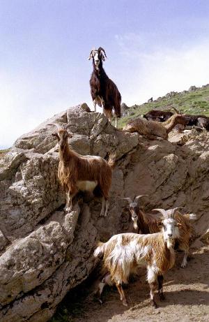 Troupeau de chèvres pyrénéennes à Mantet